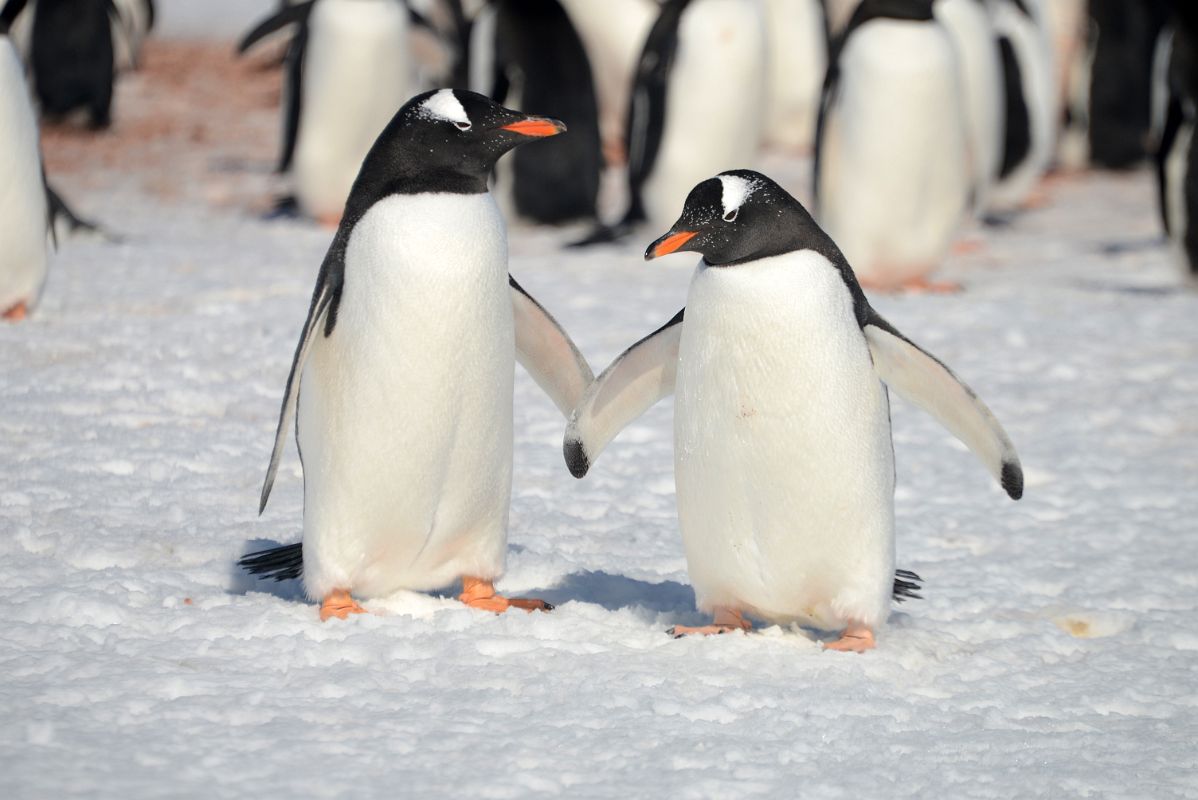 12D Two Gentoo Penguins So Happy Together On Aitcho Barrientos Island In South Shetland Islands On Quark Expeditions Antarctica Cruise